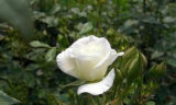 Super Fresh Cut Flowers Rose -4