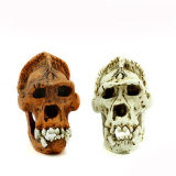 1: 1 High Copy Resin Material Ape Skull