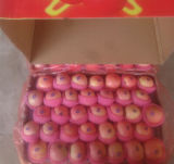 Fresh Apple From Shandong Yantai