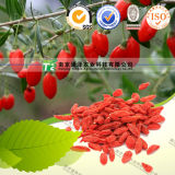 Natural Herbal Plant Raw Material Barbary Wolfberry Fruit