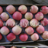 Chinese Export Standard Fresh Apple