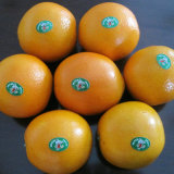 Good Quality Chinese Fresh Nave Orange