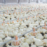 Poultry Farm Equipments for Broiler