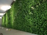 High Quality Artificial Plants and Flowers of Green Wall Gu-Mx-Green-Wall0015
