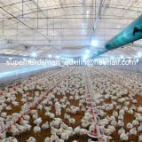 High Quality Automatic Poultry Equipment for Broilers