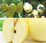 New Crop Golden Delicious Apple