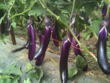 E01 Purple Angel F1 Hybrid Purple Long Eggplant Seeds, 33cm in Length, 300grams in Weight