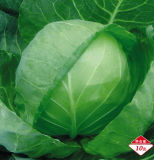 C02 Yr Green Pearl 55 Days Round Cabbage Seeds, Hybrid Vegetable Seeds