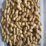 Chinese Washed Peanut in Shell