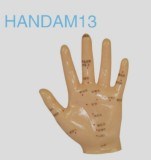 Hand Acupuncture Model (13cm) Medical