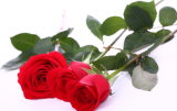 Fresh Cut Flowers --Roses/Calora (red rose)