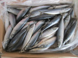 100-200g Mackerel New Fresh Frozen Seafish Pacific Mackerel/Scomber Japonicus W/R From China