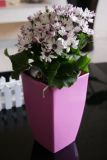 Plastic Decorative Flower Pot (A-061 / A-071 / A-081)