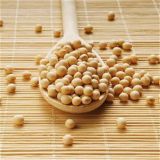 Nutrition China Healthy Dried Soybean
