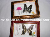 Butterfly Specimen 15