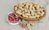 Wholesale Peanuts in Shell