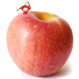 2014 Delicious FUJI Apples