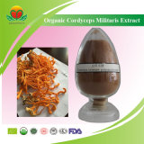 Manufacture Supply Organic Cordyceps Militaris Extract