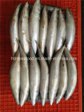 Fresh W/R Frozen Mackerel Fish for Market
