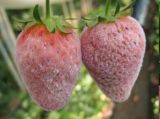 Botanical Pesticide Against Powdery Mildew on Berries