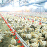 Full Set High Quality Automatic Poultry Equipment for Poultry Farm House