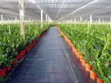 Sunshade Net for Vegetable House