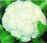 High Quality IQF Frozen Cauliflower Floret