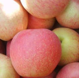 Whlesale Fresh Sweet Apple Fruit on Hot Sale
