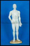 Human Body Acupuncture Model (M-1-50, 48 0r 46)