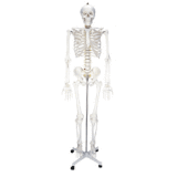 Human Skeleton Model 170cm (KAR/GG001)