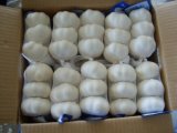 Export New Crop Fresh Pure White Garlic