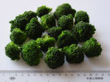 Foods of Frozen Broccoli