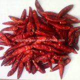 High Quality Dried Red Chili Pepper