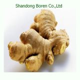 Chinese Hot Sales Fresh Ginger From China Shandong