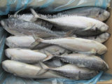 Grade a Frozen Hard Tail Scad Wr Best Quality Frozen Hard Tail Scad
