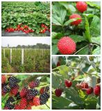 New Crop IQF Frozen Mixed Berries