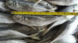 Frozen Horse Mackerel Fish 20cm+