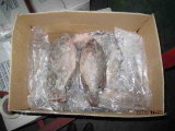 Frozen Tilapia Gutted/Scaled
