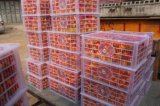 High Quality Fresh Nanfeng Orange