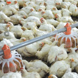 Poultry Equipment for Broilers and Chicken