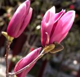 Magnolia Seedling and Plant