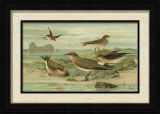 Pie Common Magpie Quail Bird Oil Painting
