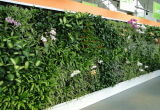 High Quality Artificial Plants and Flowers of Green Wall Gu-Wall007689220091