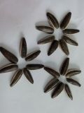 Sunflower Seeds 318 with Good Quality and Hot Sales
