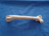 Artificial Bone Model for Teaching