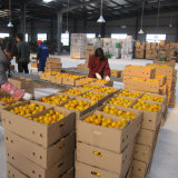 Chinese Regular Supplier of Fresh Baby Mandarin Orange