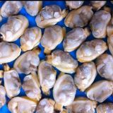 Short-Necked Clam Meat