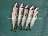 Bqf Fresh Mackerel Fish