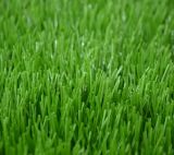 U Shape Yarn Synthetic Grass for Sport