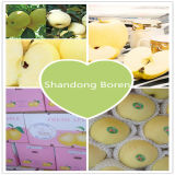 2015 Fresh Chinese Exporting Standard Golden Apple